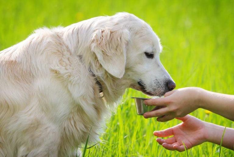 Female hands feeding dog