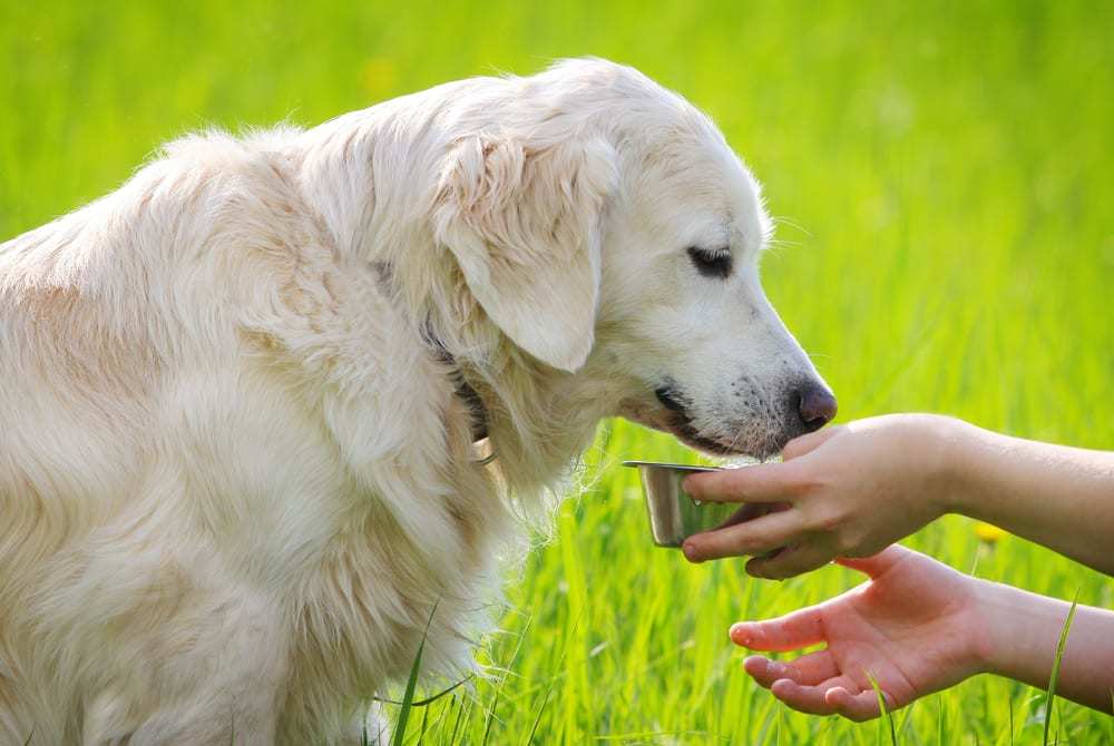 Female hands feeding dog