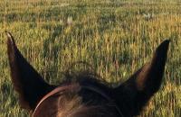 prairie-and-horses